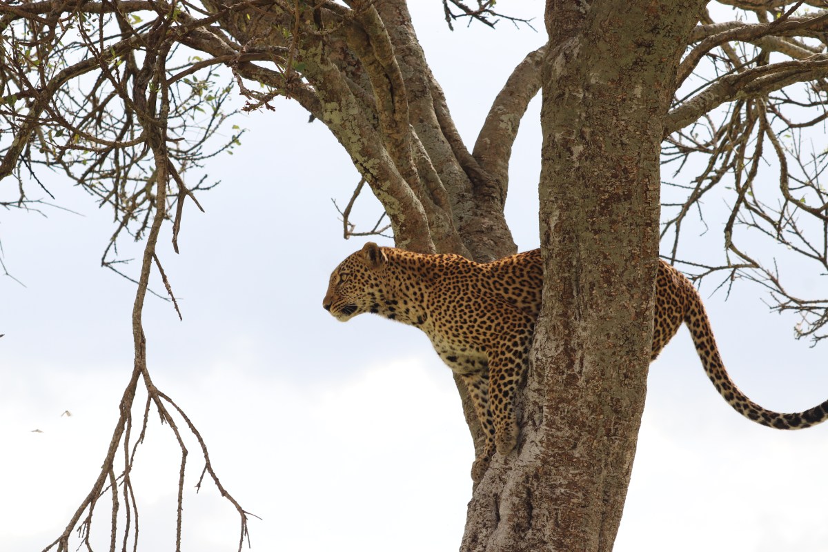 1 week in Magical&nbsp;Kenya